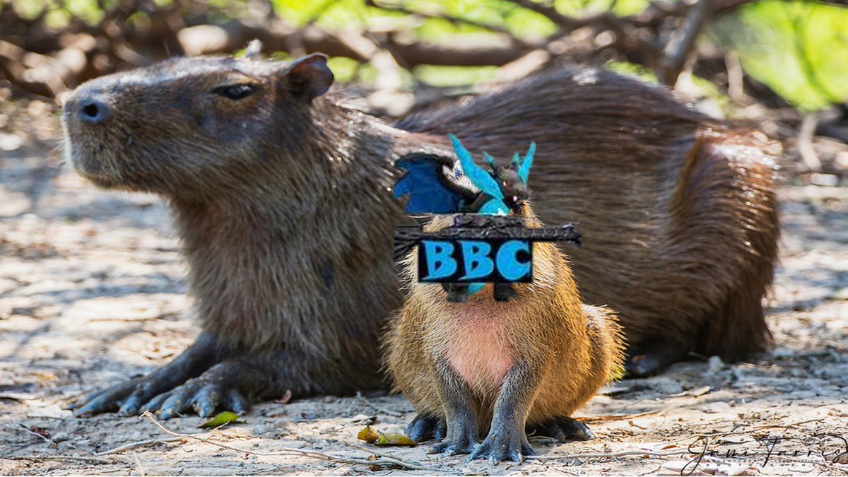 CapybaraHuggers tweet media