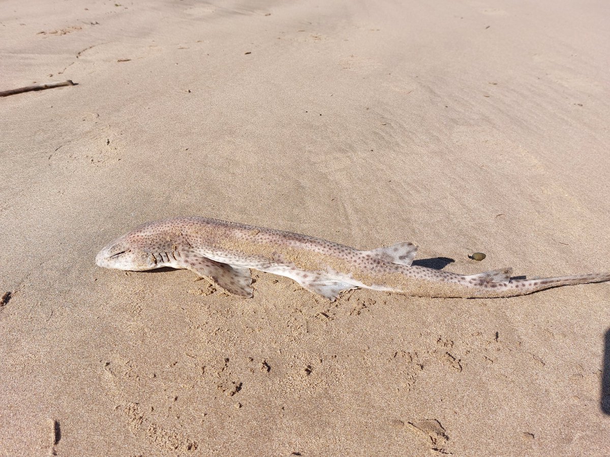 Can anyone identify this please? Ogmore Beach S.Wales #seaside #sharks #ukfish #WildIsles