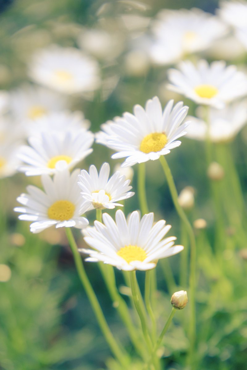 花語：期待的愛與天真
------《瑪格麗特》。

請勿私自使用或轉載

花言葉:期待する愛と無邪気さ
--------《マーガレット》。

私用や転載はご遠慮ください

FUJIFILM XT4 TAMRON 17-70 
F2.8 ISO640 1/4000s
#Lightroom #陽明山 #文化大學