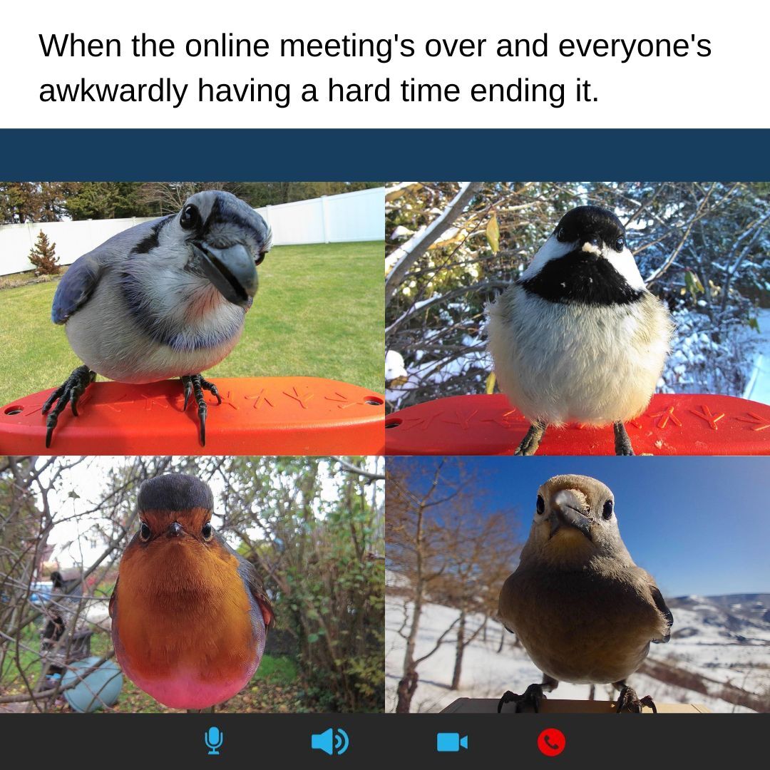 birdmemedaily (@birdmemedaily) / Posts / X