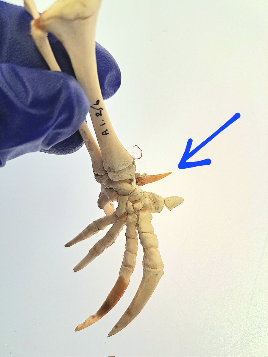 Jack Ashby tweet media