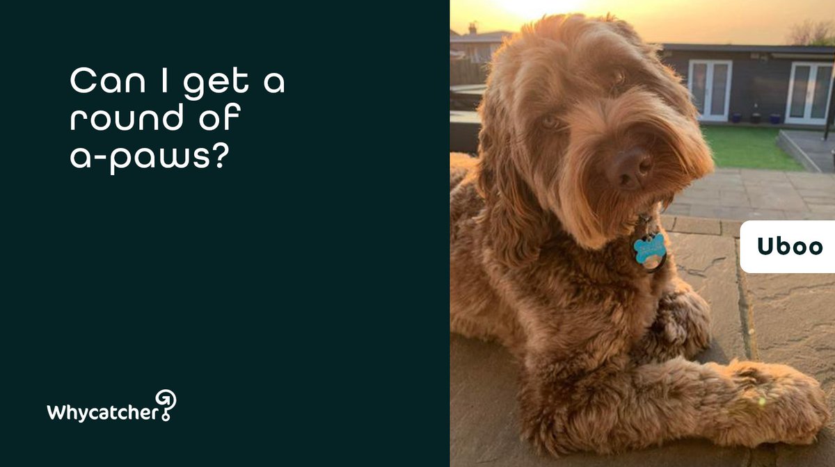 Whycatcher tweet media