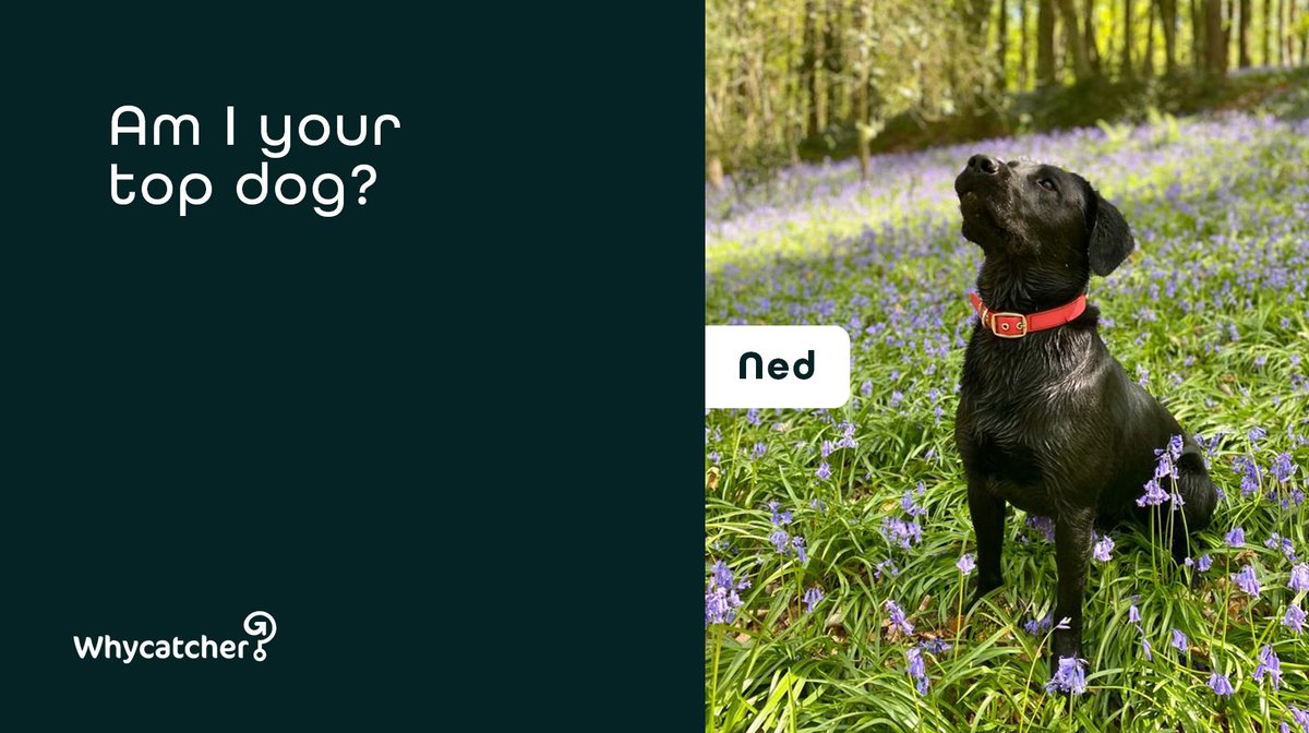 Whycatcher tweet media