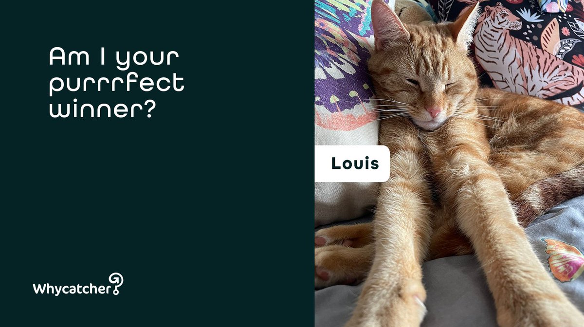 Whycatcher tweet media