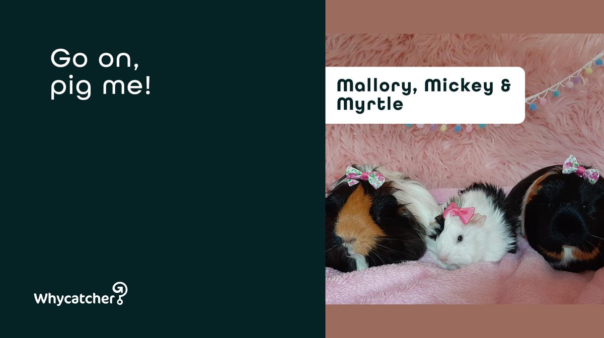 Whycatcher tweet media