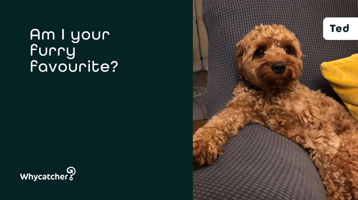 Whycatcher tweet media