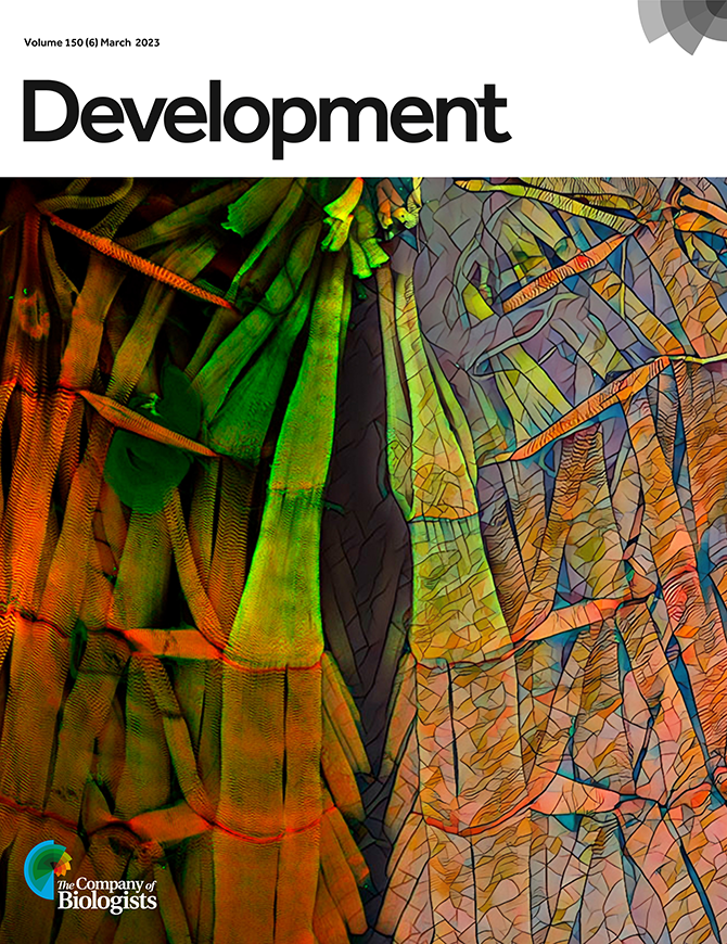 Issue 6 is now complete!

On the cover: a dissected third instar Drosophila larva stained for sarcomeric ZASP-GFP (green) and filamentous actin (phalloidin, red). For more details, see the Research Article by Zapater i Morales et al.

journals.biologists.com/dev/article/15…