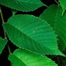 50Plushealths's tweet photo. Popular #Herbs - #Slipperyelm (Ulmus rubra) https://t.co/SSosRV7sgJ https://t.co/qNvYNfrlNr