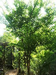 50Plushealths's tweet photo. Popular #Herbs - #Slipperyelm (Ulmus rubra) https://t.co/SSosRV7sgJ https://t.co/qNvYNfrlNr