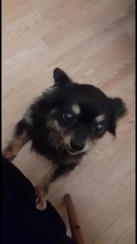 Elderly, female, #ChihuahaX #stolen in a house burglary in #PalmersGreen #London #N13 area, on 31/3/23. Black/Tan. doglost.co.uk/dog-blog.php?d… #StolenDog #MissingDog #LostDog #dogsoftwitter