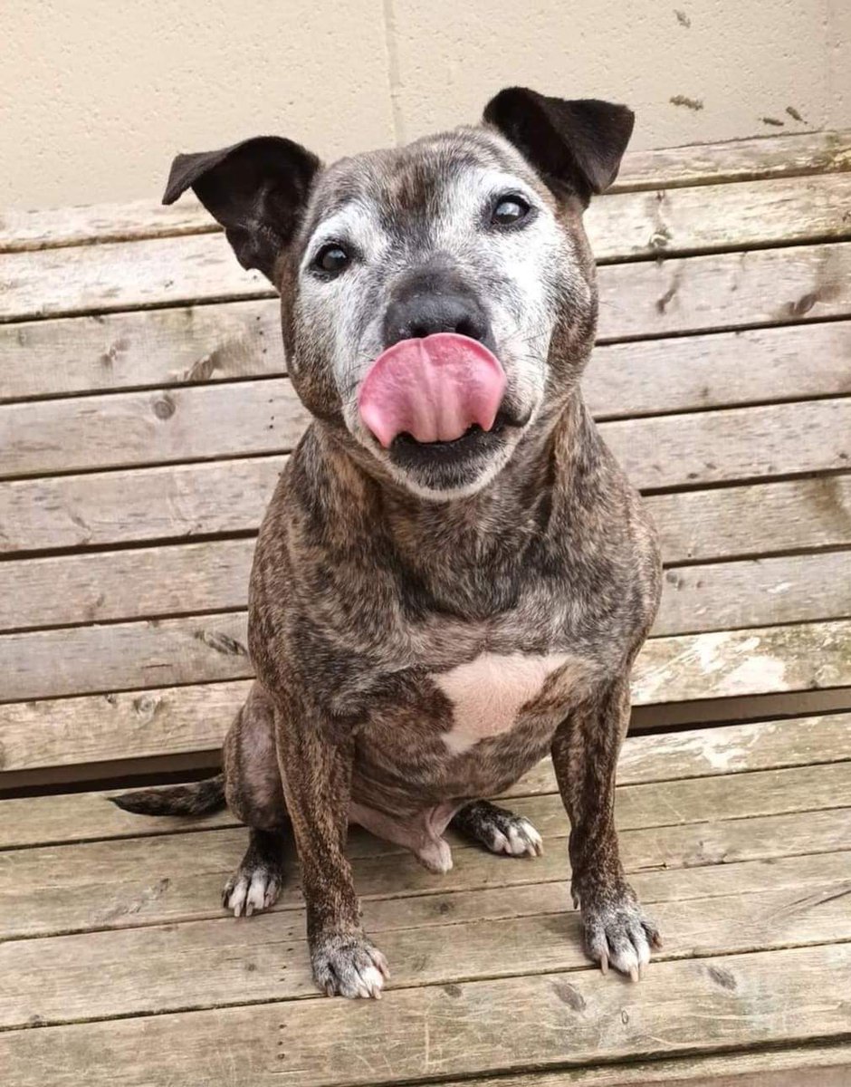 Senior Staffy Club Dog Rescue tweet media