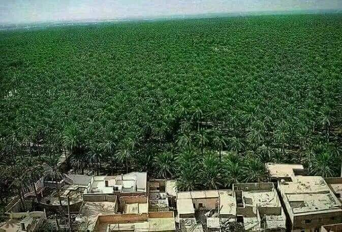 واحة طولڨة ببسكرة الجزائر
أكبر واحة نخيل في افريقيا والخامسة في العالم... 
🇩🇿🇩🇿🇩🇿🇩🇿