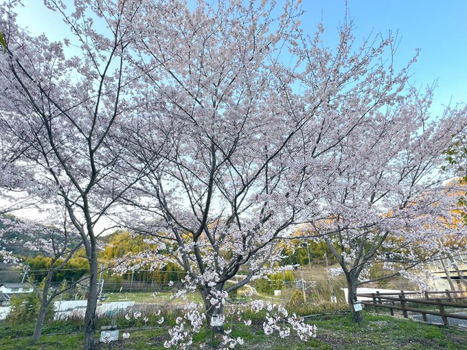 かーらーの、同じくアニメ「たまゆら」の沢渡姉弟の🌸ぽって桜＆こうたん桜！こちらも見頃を迎えてて最高に綺麗でした☺️#たま