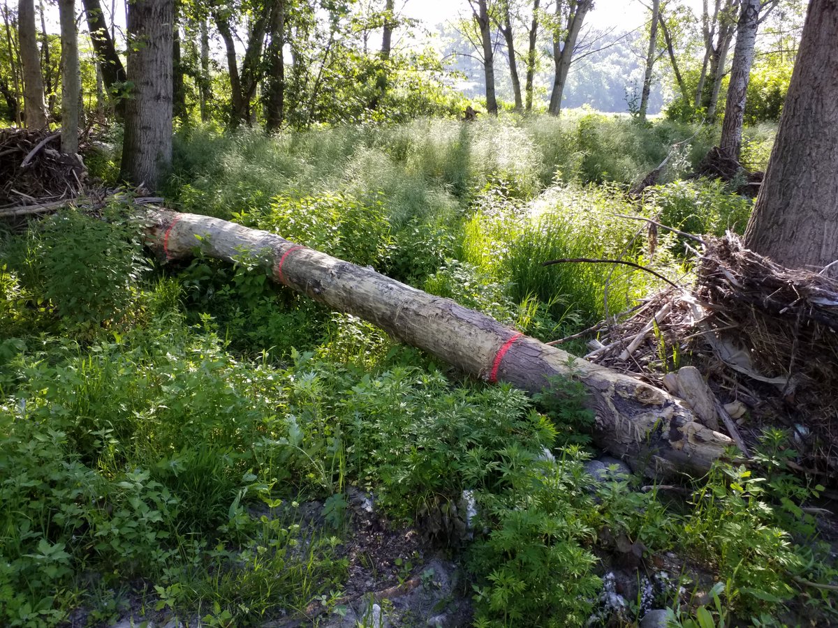 Pol Guardis tweet media