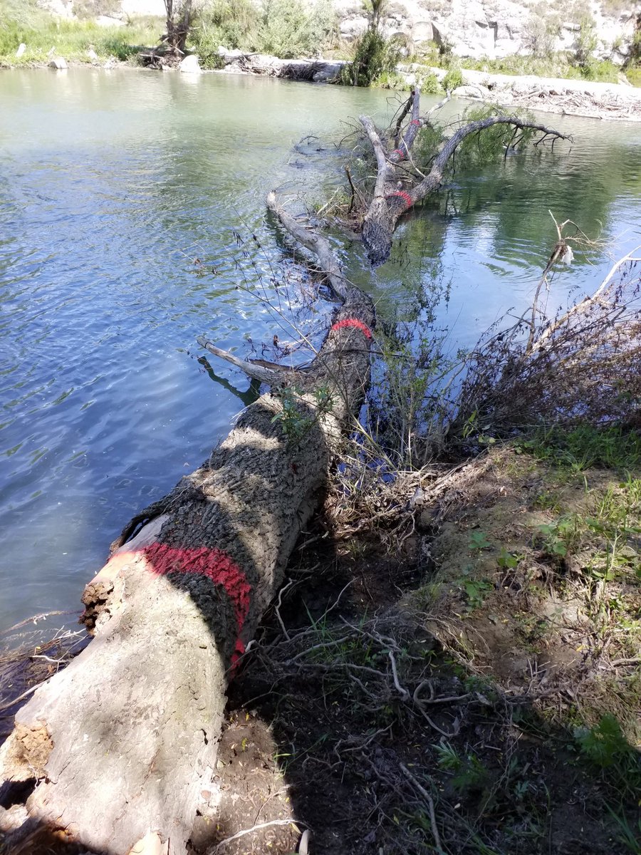 Pol Guardis tweet media