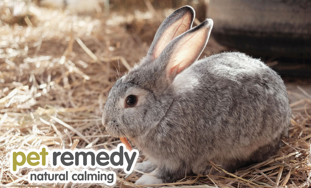 The signs of stress in rabbits can vary from subtle to distressing. It is important to be aware of these signs petremedy.co.uk/signs-of-stres… #rabbit #rabbits #rabbitstress #petremedy #bunnylove