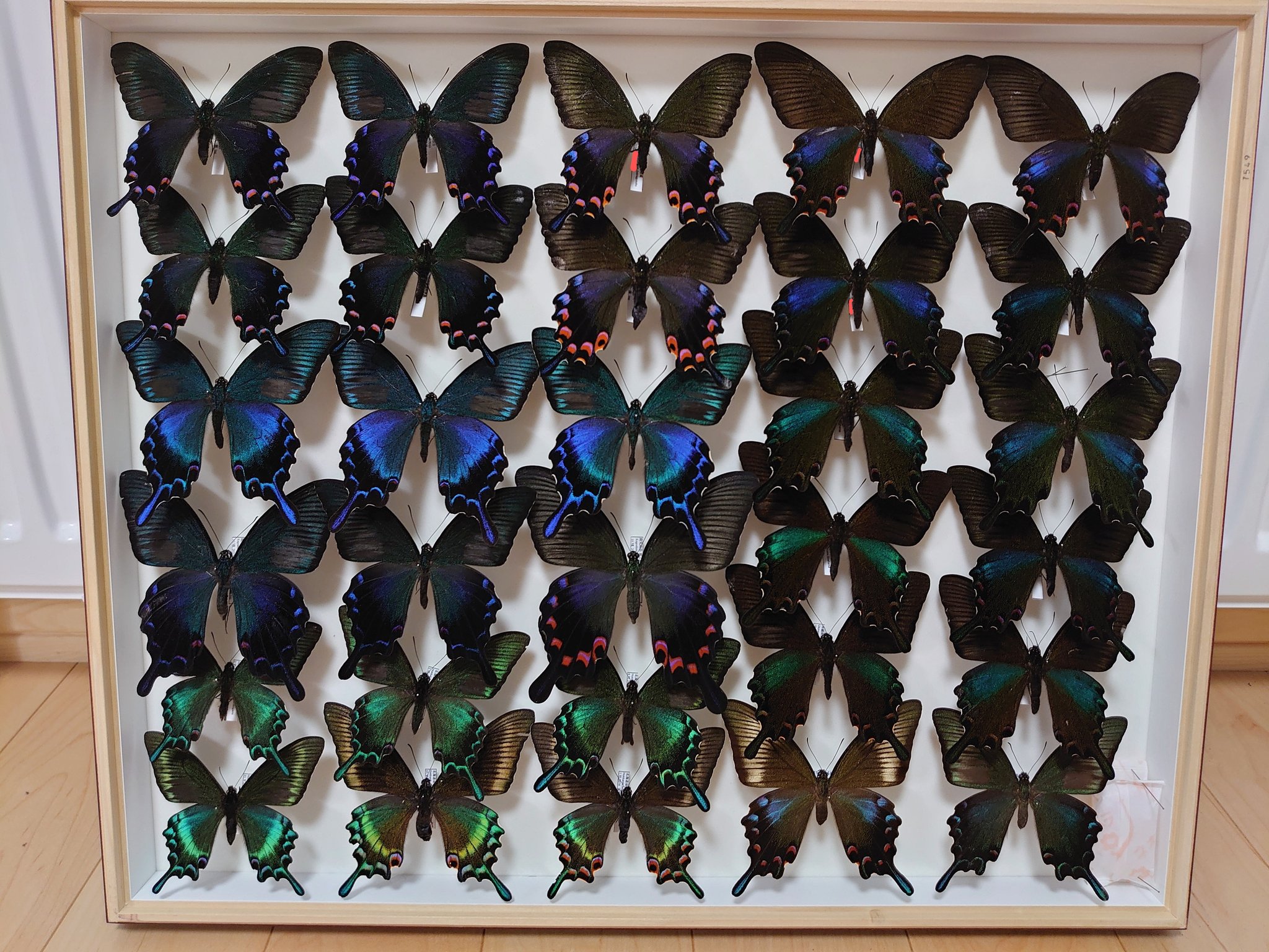 山採りヤマモミジ&コハウチワ　2 H190cm W80cm バイオレ GT・L211085（アルパイン） LOWAローバー公式サイト