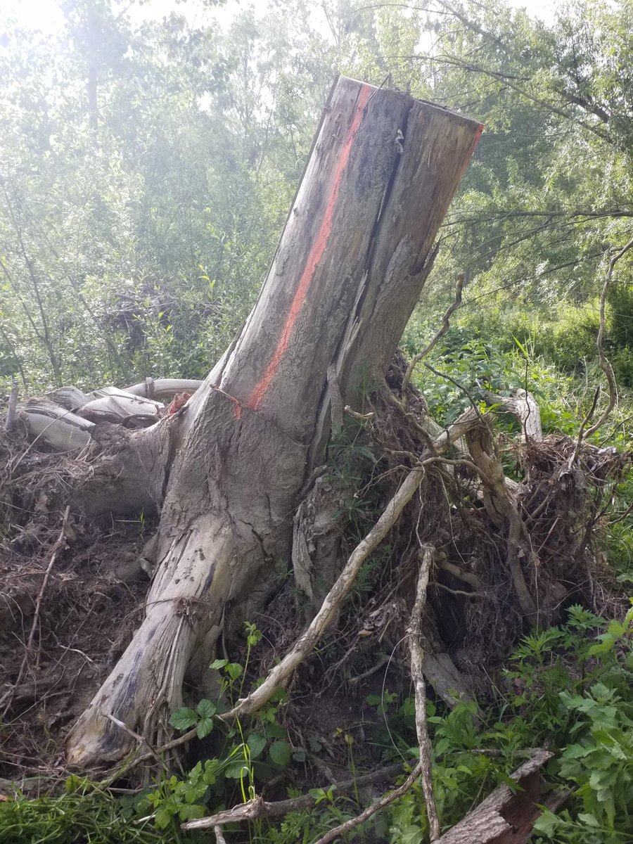 Pol Guardis tweet media