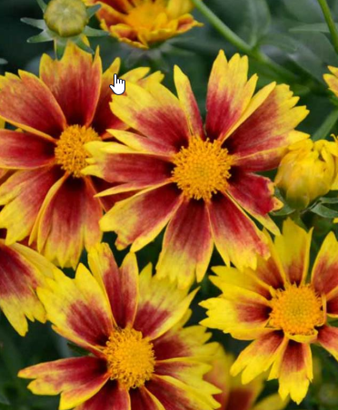 I’ve seen the buzz lately in trade magazines and websites discussing the fact that our climate zones are NOT absolute. How topography affects growing conditions within a zone and what a little blacktop can do. Check it out on today's Garden Bite.
gardenbite.com/climate-zones-…