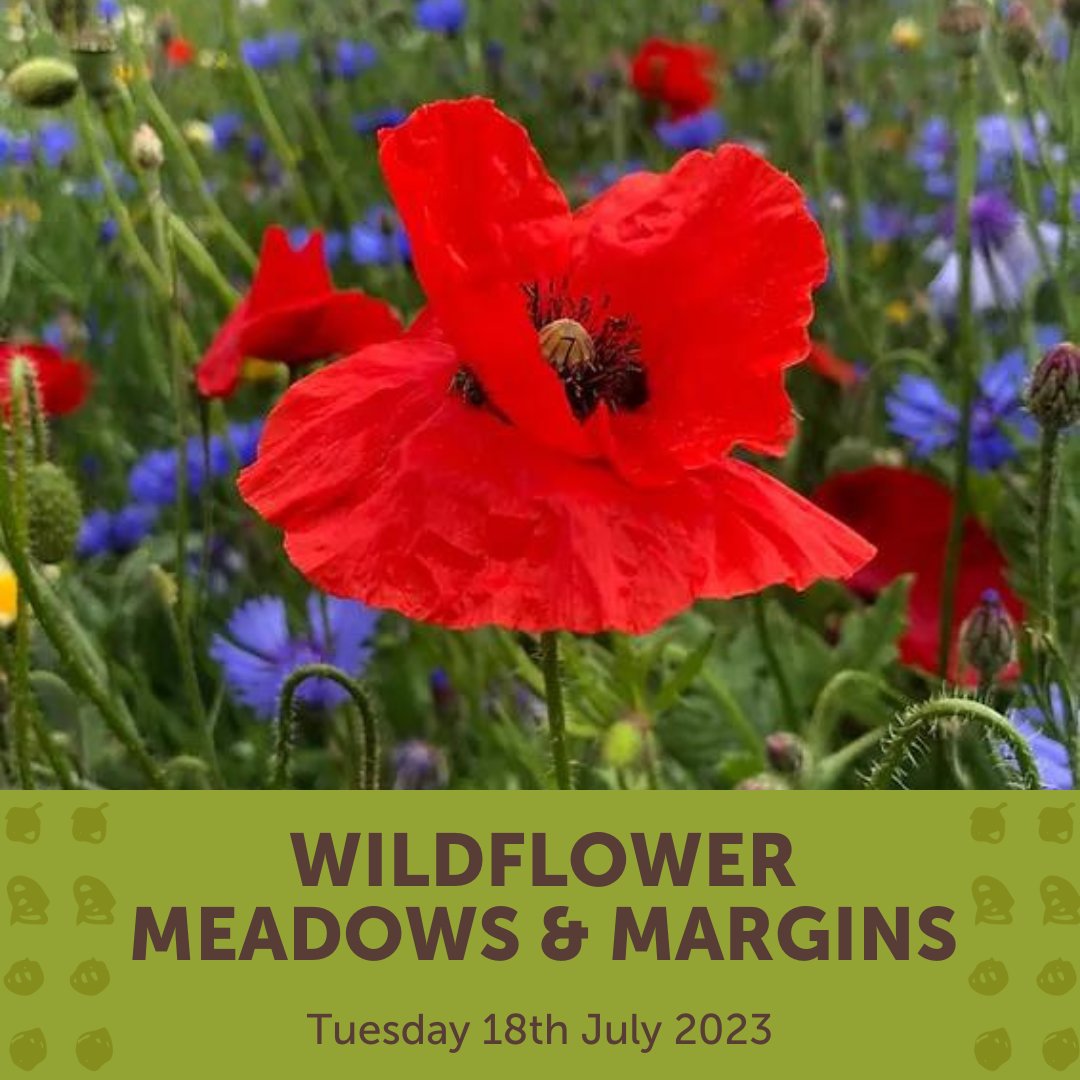 RealFarmED's tweet photo. As well as looking appealing, wildflowers also have huge biodiversity and environmental benefits. Join us to find out how to select and establish the seed mixtures that best suit your land.
https://t.co/1TZqzX90ck
#wildflowermeadow #biodiversity #environmentalfactor #seedmixes https://t.co/2zhzDklq4H
