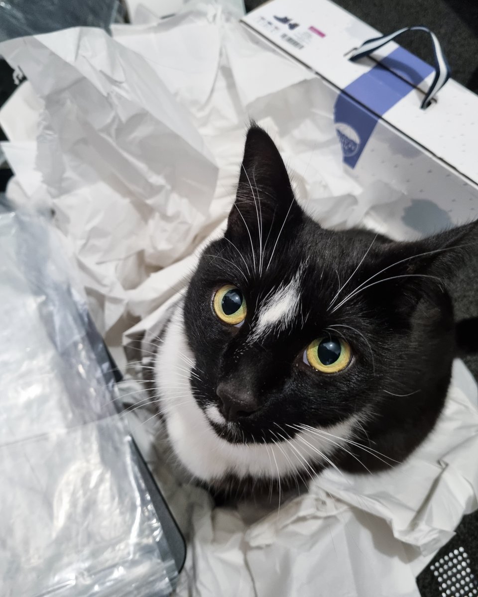 Ashleys Merwin Kitty tweet media