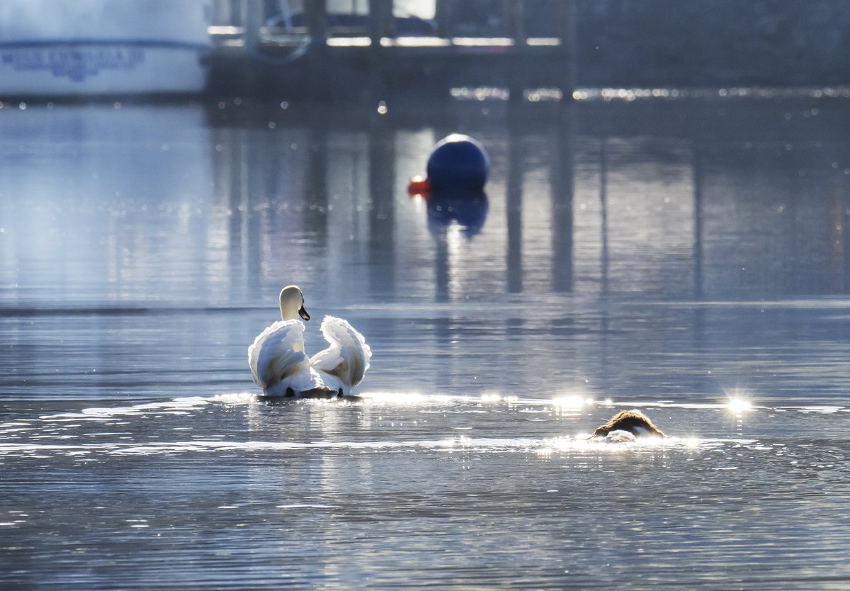 A dog chasing a Swan on Windermere. Second time I have seen this dog, chasing swans. If you have zero control over your dog, it needs to be on a lead at all times. Please share if you feel some dog owners need to take way more responsibility. #LakeDistrict #DogsBehavingVeryBadly