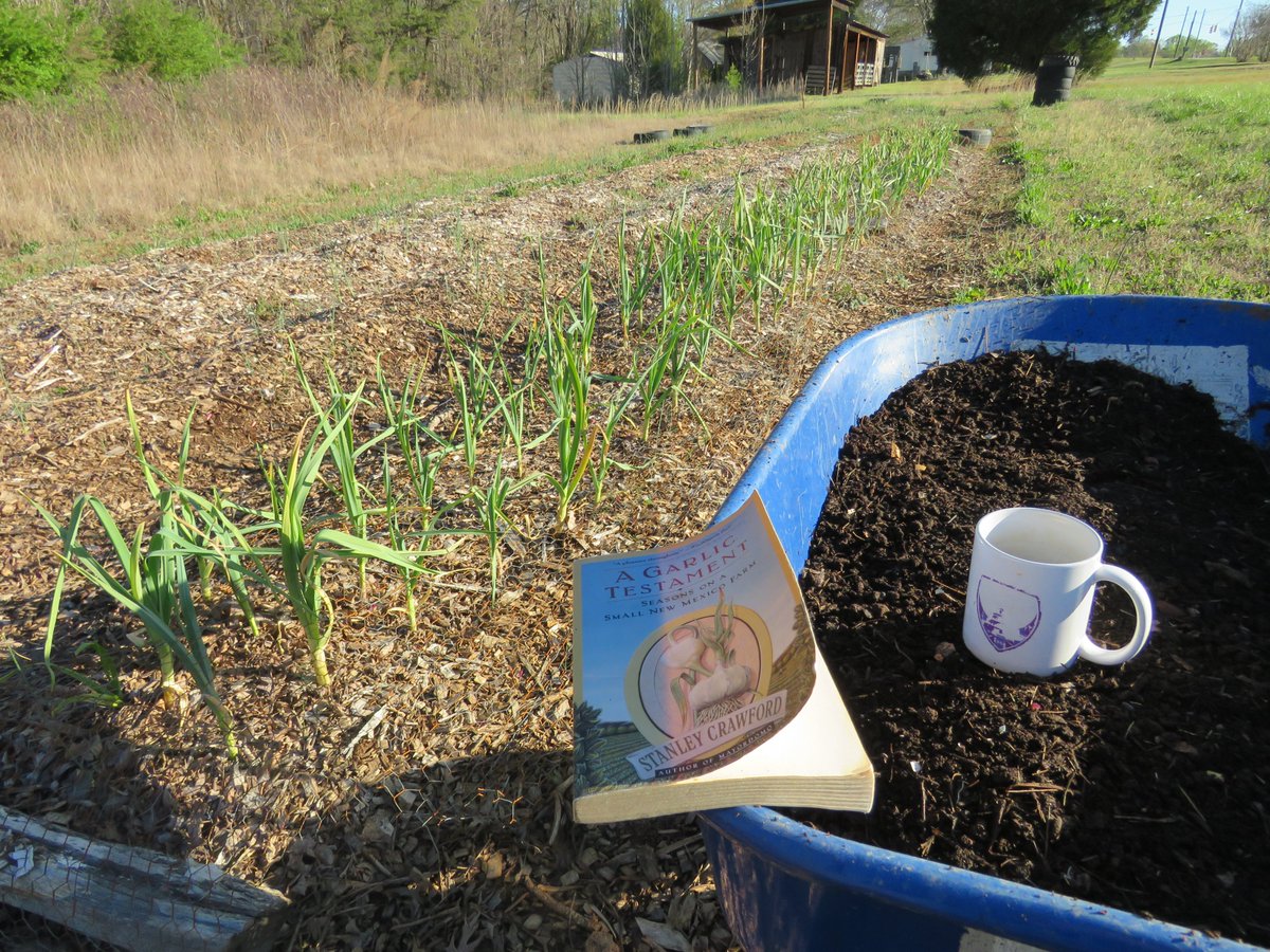 What a great start to a Sunday, sifted well rotted chicken manure compost.  Side dressed garlic planting.  Orchard will get the next jolt.  Will brew up a compost tea for orchard cuticle defense and pest management.  #HolisticOrchard #BeyondOrganic #Permaculture