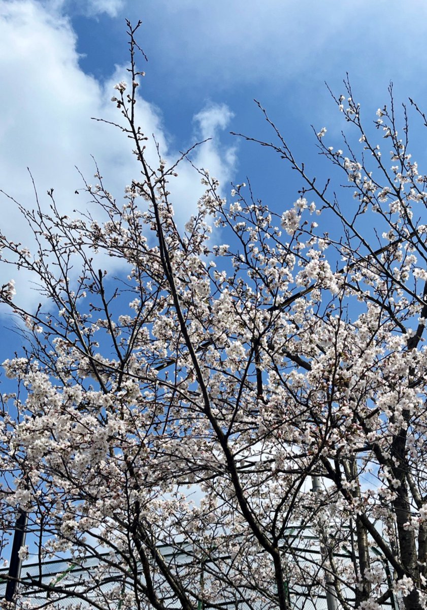 朱珠|suzu_inamoto tweet media