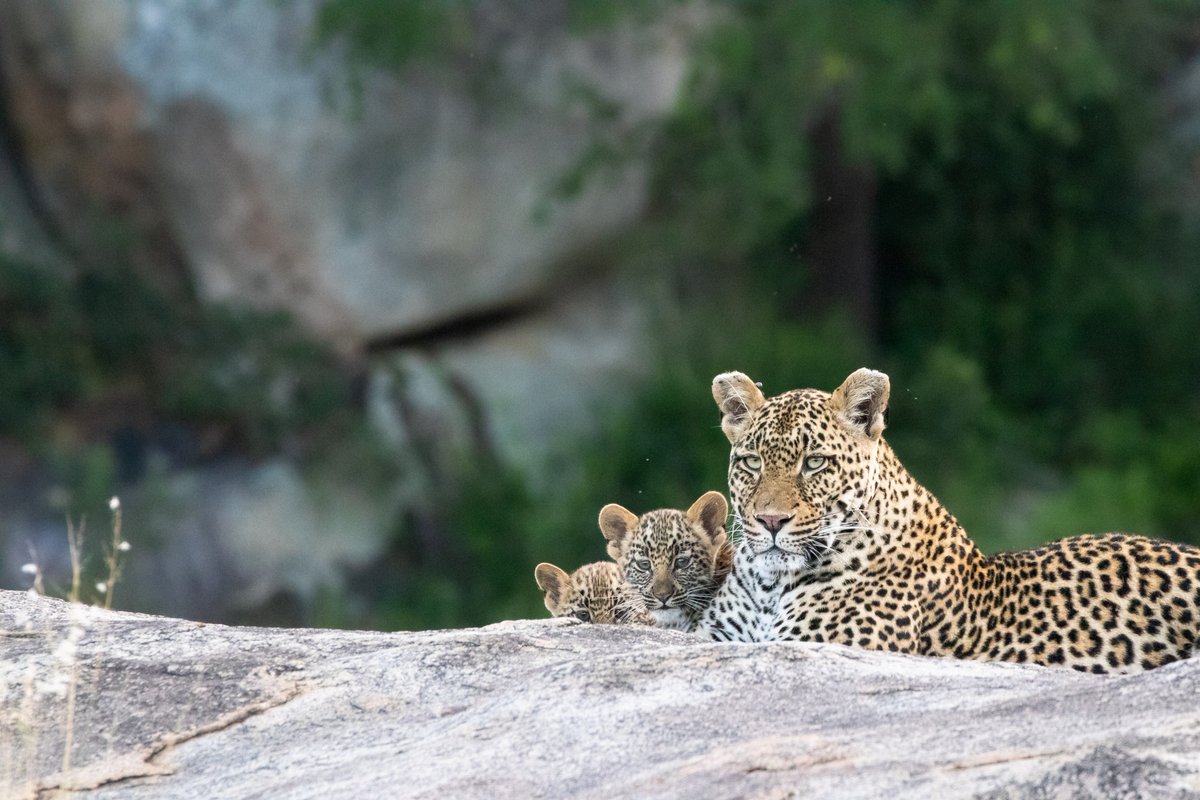 #MalaMalaGameReserve is part of our #camps and #lodges portfolio. Sharing an unfenced border with #KrugerNationalPark, this #spectacular #wilderness guarantee #unbelievablesightings. 
📸 #MalaMala
 #wildlife #safari #journeytoafrica #africa #exclusivejourneys #luxurytravel