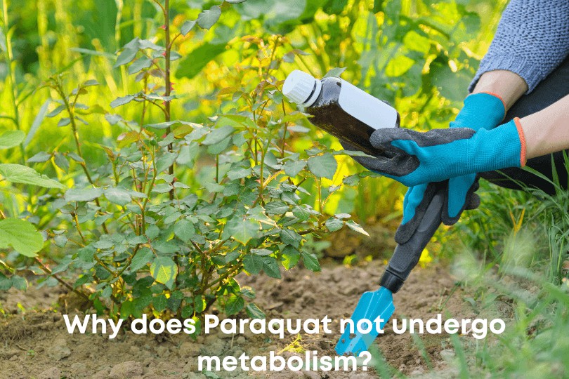Paraquat works by rapidly killing green plant tissue on contact, inducing membrane damage and cell death in the process.

Read the full article: Paraquat Herbicide: Mechanism of Action
▸ lttr.ai/AAGNR

#Paraquat #ParaquatLawsuit #Drugwatcher #ParaquatToxicity
