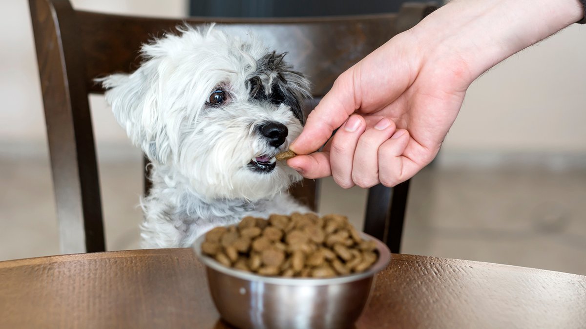 globebuddy's tweet photo. 🐶 Spiser din hund klimavenligt? Globe Buddy er en dansk startup, og vi crowdfunder lige nu. Du gør en forskel her 👇
https://t.co/jXziXaQqaN

Og hvis du ikke selv har hund, så har din kollega og nabo måske 😊

#globebuddy #pawsometogether 🐾
#dkbiz #dkgreen #dkklima https://t.co/591k9HZ7d4