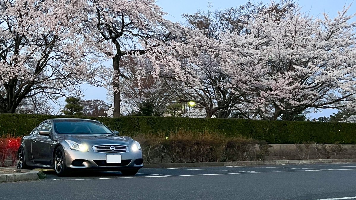 愛車と桜の写真も撮ってきた
