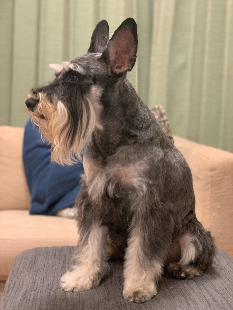 Alex_CandF's tweet photo. 夏仕様に変わりました✌️
別の犬のようです🤣 https://t.co/WsFXY5bzE0