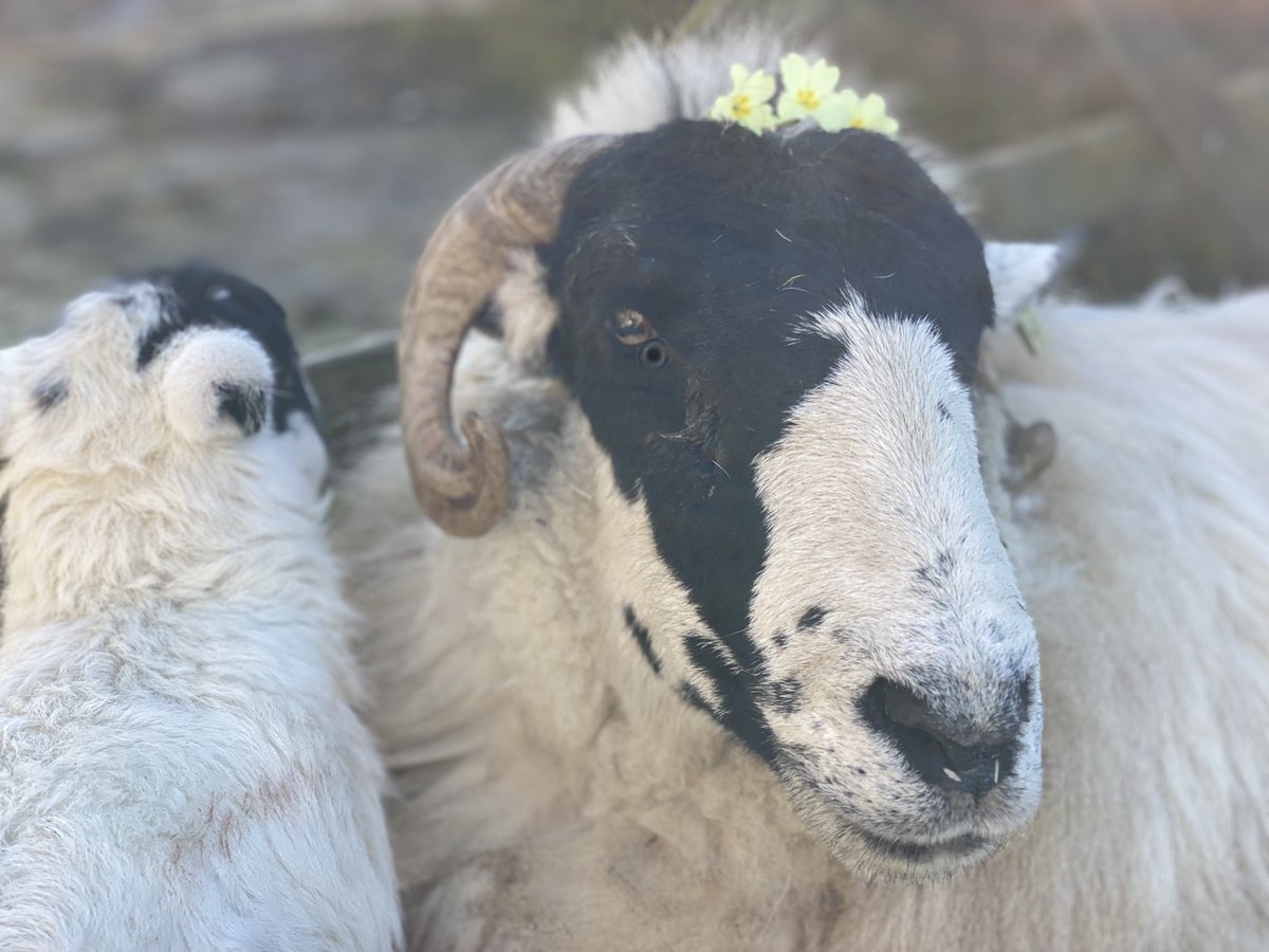 woolismybread's tweet photo. My 🐑Shepherdess wool dog leads. Blessed with a quieter morning I’m able to get the dog leads packed. 💛🙏🐾🐾thank you all for orders &amp; patience .. they will be in post this afternoon #doglead #wool #wooldoglead #leash #dog #SmallBusiness https://t.co/Ptq0VMxBWX