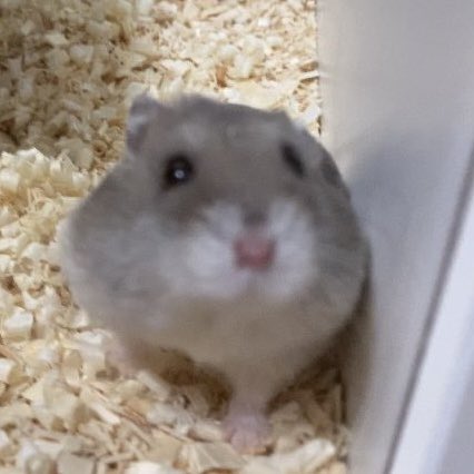 세상에서 제일 사랑했던 내 햄스터 토리가 926일간의 지구별 여행을 마치고 해씨별로 돌아갔어요🌻 햇수로 4년동안이나 함께해준 기특한 우리 아기 누나가 평생 기억할게 우리집에 와줘서 고마워 사랑해 🤍