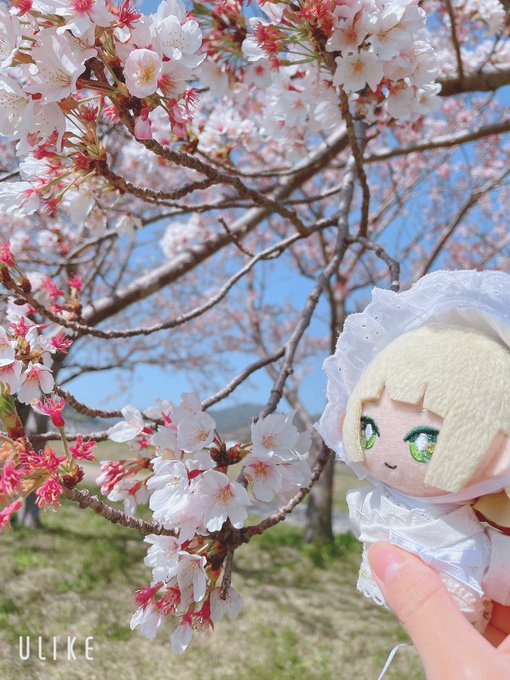 「ぼかし 桜」のTwitter画像/イラスト(新着)｜21ページ目