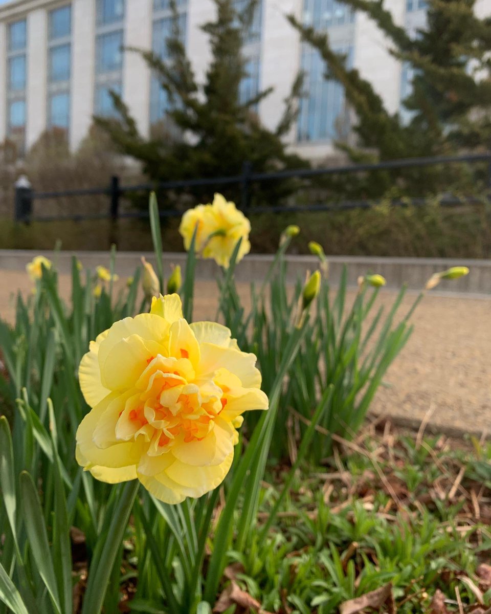 Smithsonian Gardens on Twitter "The gardens are in their daffodil