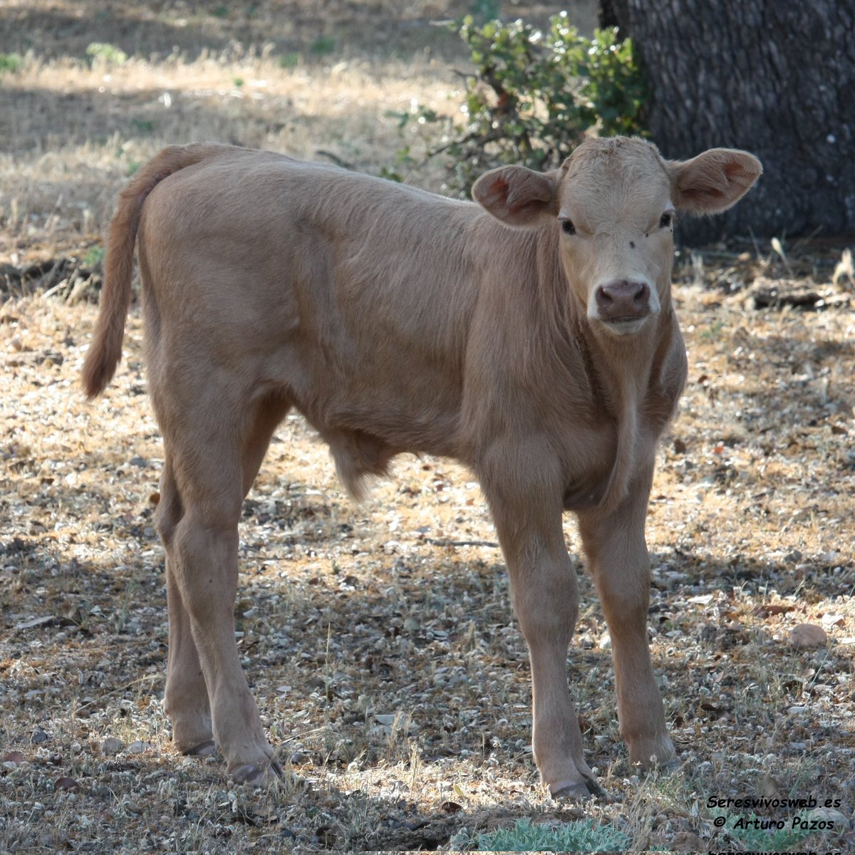 Amigos que se va encontrando uno por el campo.

#animales #mamiferos #terneros #ternura #biodiversidad #vida #naturaleza #natural #curiosidades #medioambiente #foto #fotos #fotografia #fotografias #imagen #imagenes #fotodeldia #imagendeldia