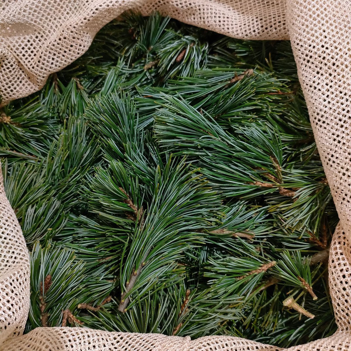 先週から五葉松の選り分け→蒸留→精油とアロマウォーターの抽出を行っています

⬅ごちゃごちゃ😫
😉選り分けた➡ https://t.co/3XN2BEoArt