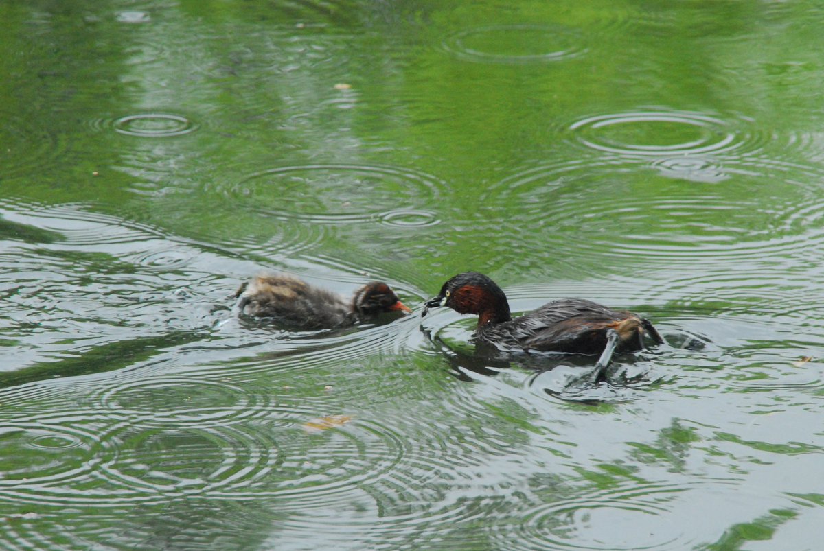 麻布学園生物部鳥班 tweet media