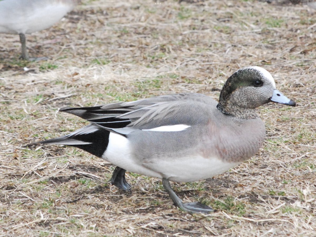 麻布学園生物部鳥班 tweet media
