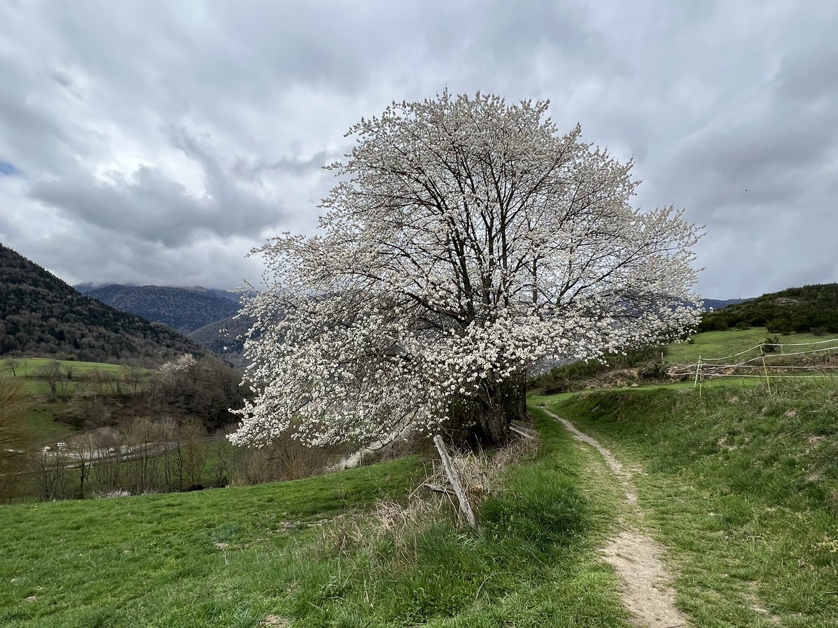 corinne_crabe's tweet photo. Alors que la floraison des aulnes se poursuit en vallée, sur les hauteurs du côté d’#aulon, du col du #bastan la neige a remis une petite couche cette nuit ❄️👌#neige #pyrenees #aurelouron #pirineos @Meteo_Pyrenees https://t.co/oVzeTiCaSU
