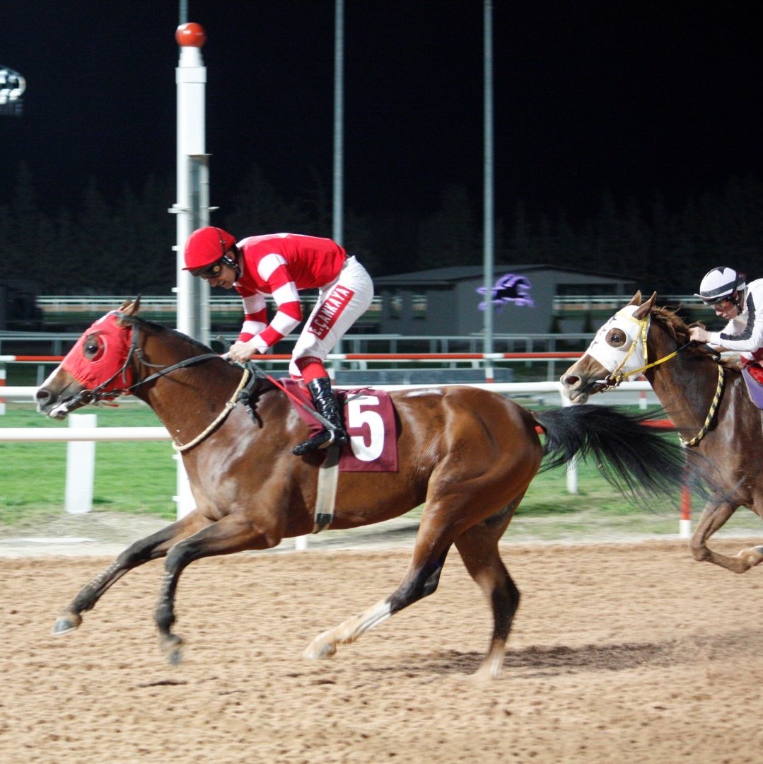 Anadolu Tarım İşletmemizin yetiştirmesi Bordomavi, Adana Yeşiloba Hipodromu'nda gerçekleşen Yasin Milli Koşusu'nu kazandı. 🏆

Beş yaşındaki doru safkan son zaferini, Sultansuyu Tarım İşletmemiz adına düzenlenen koşuda elde etmişti. 🏇