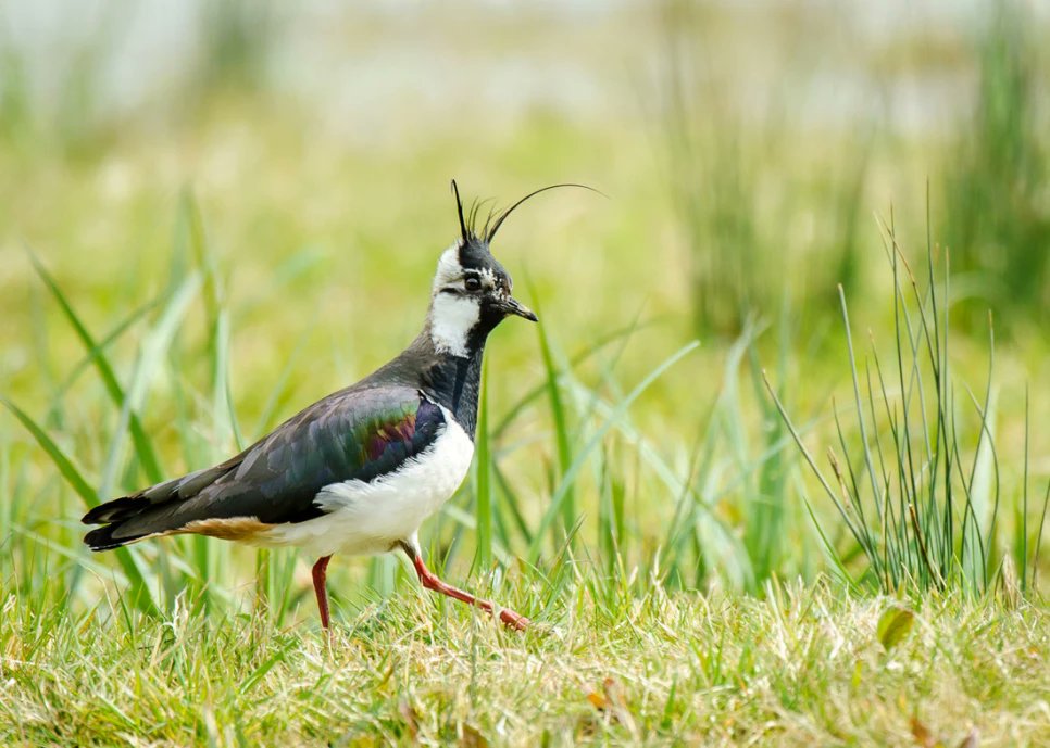 WWTLlanelli's tweet photo. Highlights this week include Lapwings nesting and Swallows swooping. Also, Green Woodpeckers and more butterflies appearing, such as the beautifully understated Speckled Wood. More here: https://t.co/BF11DgYR2T

#BirdsSeenIn2023 #TwitterNatureCommunity https://t.co/hDBcyznwVI