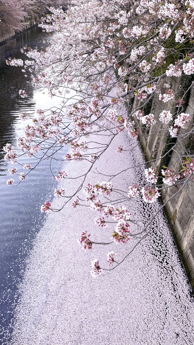 「目黒に用事があったので、帰りに目黒川の桜を見てきました。(目黒→中目黒まで初めて」|上月のイラスト