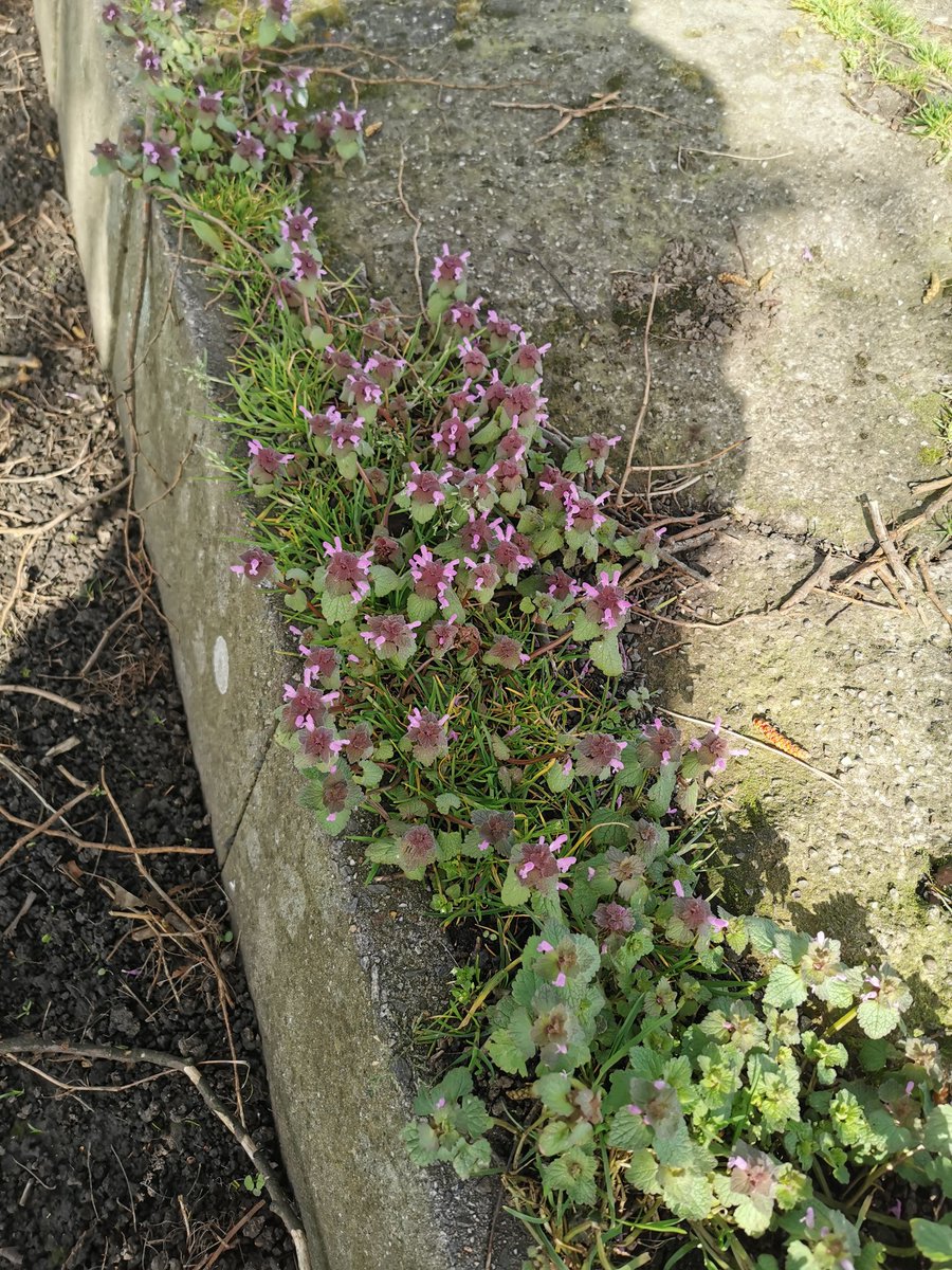 Early spring urban botany - Common chickweed (Stellaria media) and Red dead-nettle (Lamium purpureum) - Newcastle-under-Lyme, 22/03/2023