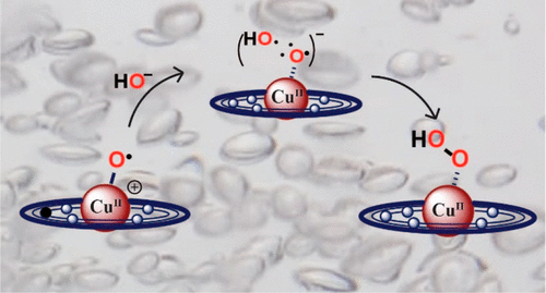 bhkenlo's tweet photo. Unusual Water Oxidation Mechanism via a Redox-Active Copper Polypyridyl Complex | Inorganic Chemistry https://t.co/JokF4xYAhi Hetterscheid and co-workers
@InorgChem 🌟Featured Article🌟
#copper #water_oxidation #oxo #oxyl #OO_formation #CuOOH #II https://t.co/nZt7hhnchP