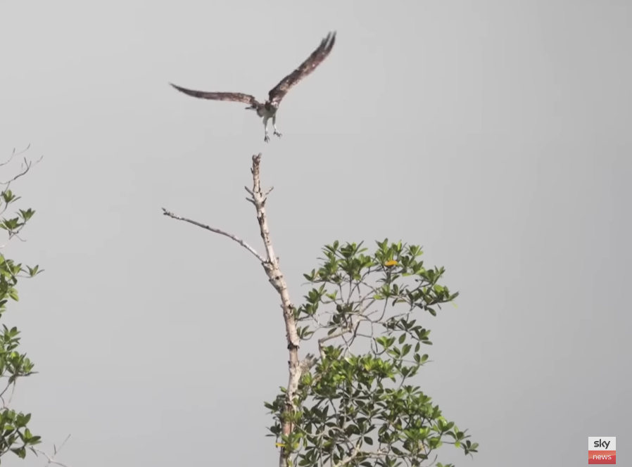 geemeff's tweet photo. Will the team see #Blue4K aka #Dobire again? Will they find #Glen #Blue708 before he hitches another ride? 😁 #GoGlen! #GoSacha! @TweedOspreys @rutlandospreys @BelvoirCastle @ForestryLS #birds @timmackrill #Ospreys #migration #BirdsSeenIn2023 https://t.co/pVby9NjqU8