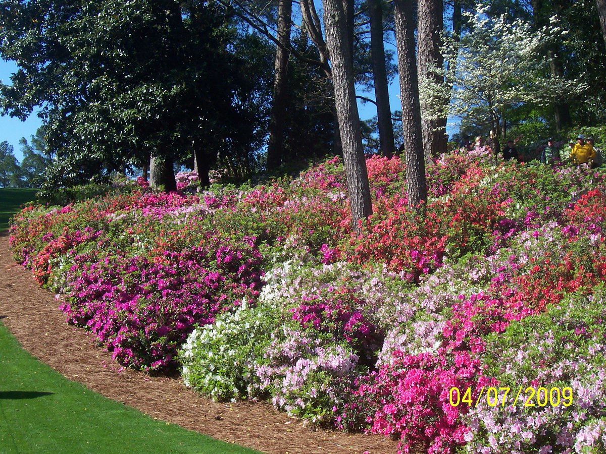 SonyaMRimmer's tweet photo. Masters Week!   #aplacelikeknowother ⛳️⛳️⛳️ https://t.co/mEykjRn0SN