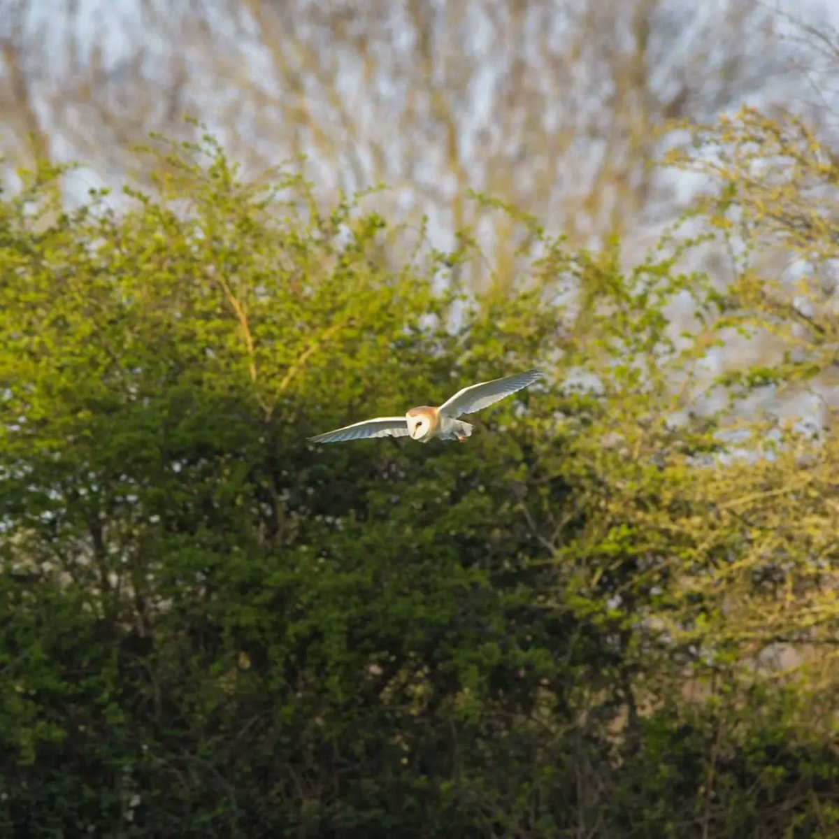 BarnyGas's tweet photo. Barn Owl
#wildlifephotography
#twitternaturecommunity
#barnowl
#naturephotography https://t.co/k13oPhiGTp